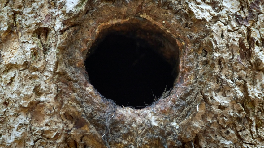 Eurasian pygmy owl (Glaucidium passerinum) looking out of nest hole Royalty-Free Stock Footage #1035835712