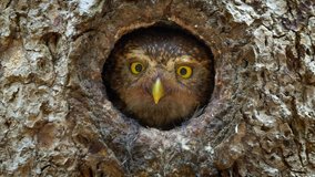 Eurasian pygmy owl (Glaucidium passerinum) looking out of nest hole - Powered by Shutterstock - Get 15% off with code: PIKWIZARD15