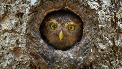 Eurasian pygmy owl (Glaucidium passerinum) looking out of nest hole