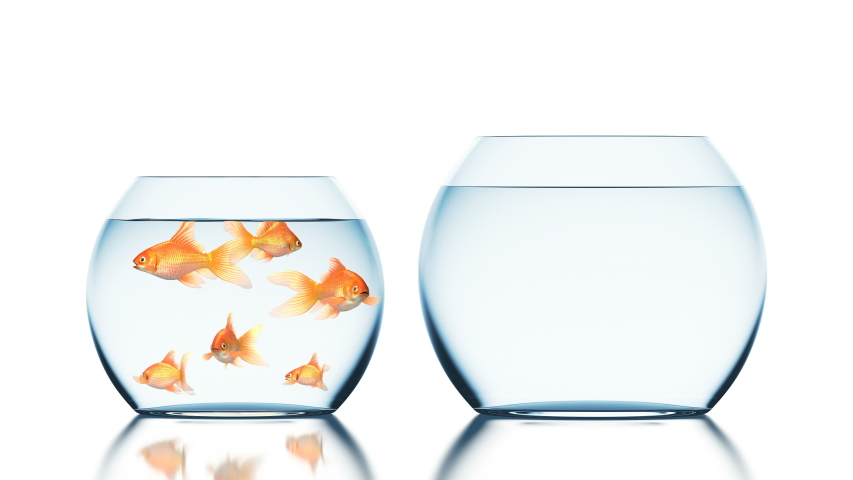 Brave Goldfish Jumps into the Bigger and Uninhabited Aquarium, Cool 3d Animation on a White Background with a Blurred Reflection Royalty-Free Stock Footage #1035844550