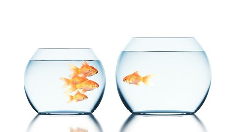 Brave Goldfish Jumps into the Bigger and Uninhabited Aquarium, Cool 3d Animation on a White Background with a Blurred Reflection