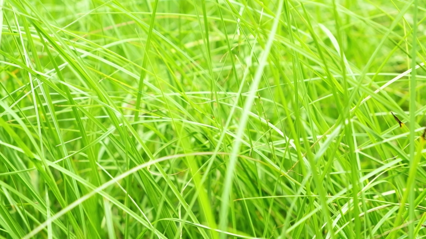 close blur tropical green grass sun Arkivvideomateriale (100 % royaltyfritt...