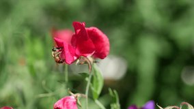 a bee forages a red flower