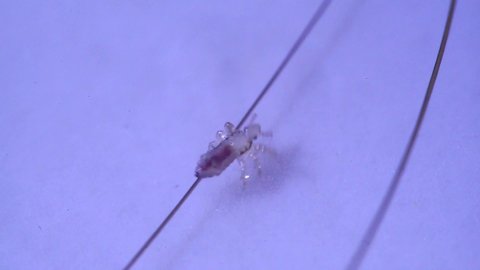 Louse isolated on a white backgrounding through a hair, the antentas and advancing on the hair. With blood inside through his body.