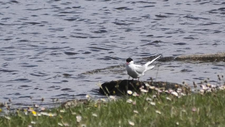 Arctic Tern preening feathers beside freshwater on a windy bright summer day