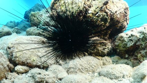 Sea Urchin Patterns Stock Video Footage 4k And Hd Video Clips Shutterstock