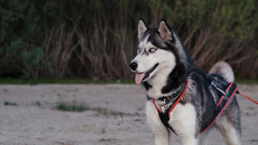 best harness for husky puppy