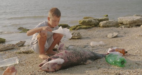 A little boy removes plastic bags from a dead dolphin lying on the beach. Environmental disaster concept.