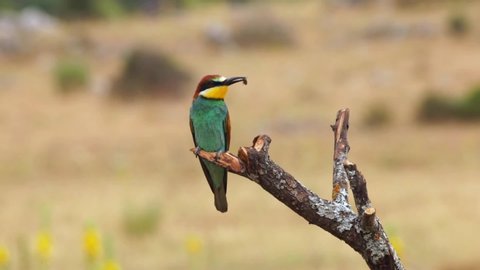 Bee-eater with an insect in its mouth