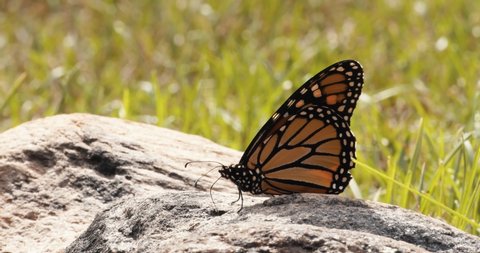 Monarch Butterfly Flies Off from Rock in Slow Motion. Shot in 4K RAW on a cinema camera. स्टॉक वीडियो