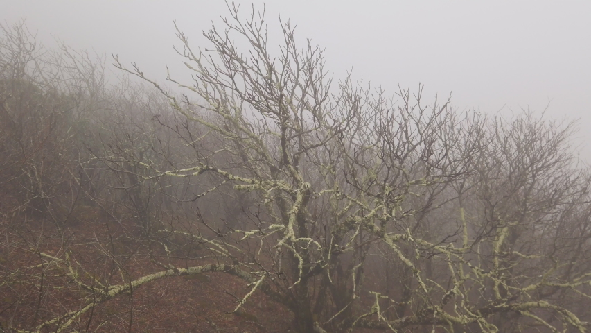 Upwards pan of a forest opening covered in fog and dead trees atop a mountain in North Carolina called Graybeard Mtn and then a white vastness of even more fog and clouds above it.