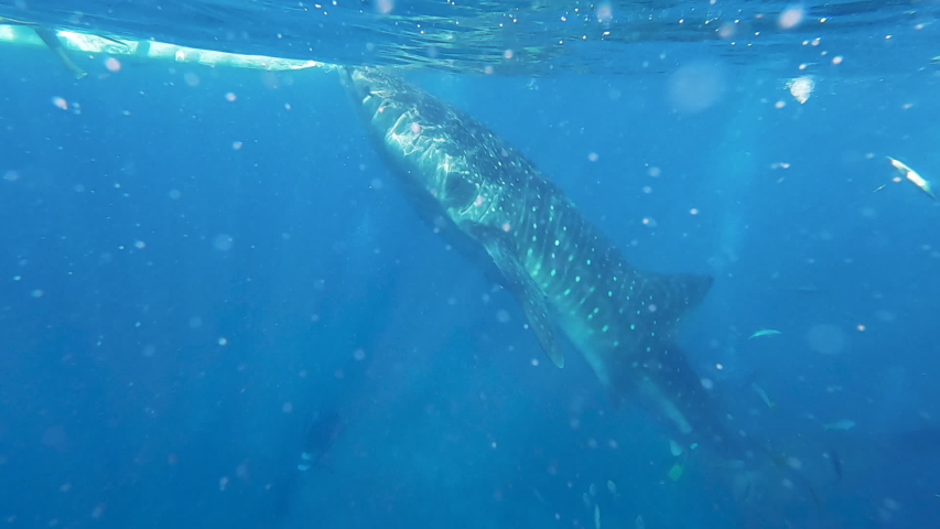 Close up whale shark feeding on clear blue ocean, Oslob, Philippines 
gopro, sunny day | Shutterstock HD Video #1035871598