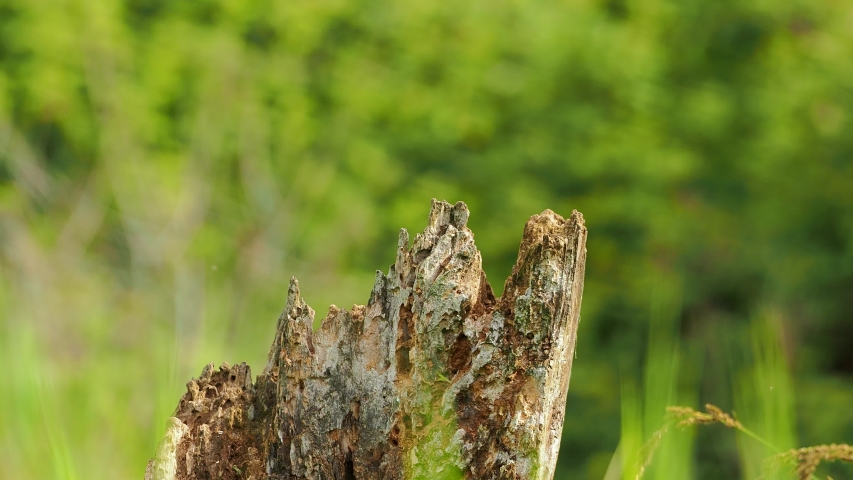Beautiful nature scene with Eurasian jay (Garrulus glandarius). Wildlife shot of Eurasian jay (Garrulus glandarius) on trunk