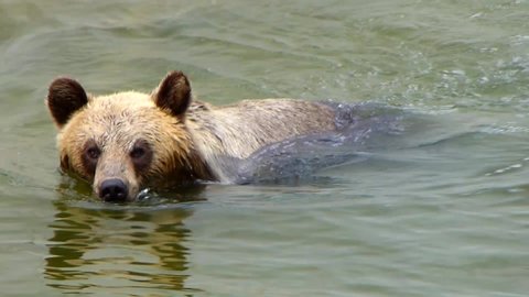 A female brown bear emerges from the water. Wild animal slow motion. Teddy bear in natural habitat.