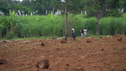 Maga Maga , Mayuge District / Uganda - 05 31 2019: maga maga, Uganda May 2019 - Africans standing around sugar cane fields.