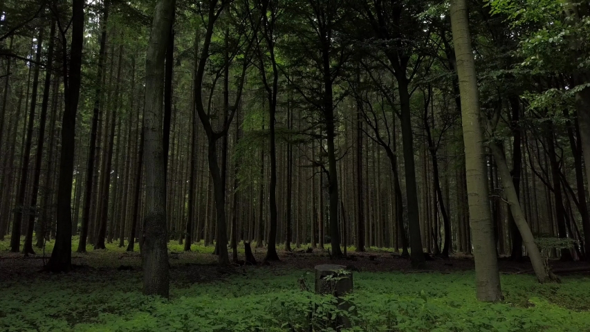 thick coniferous forest in germany