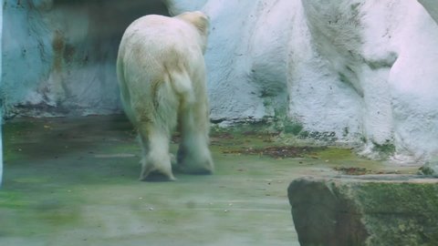 polar bear walking around, zoo animal behavior, the walk of white polar bear, Vulnerable animal specie from the arctic coast