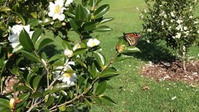 Monarch butterfly expands its wings ready to fly