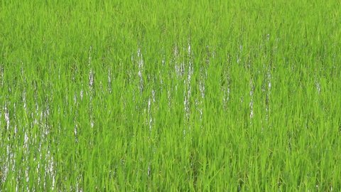 Landscape of rice seedling in the field with wind blows through on summer day.