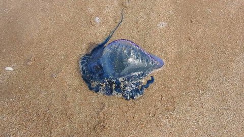 The Portuguese man o' war Bluebottle jellyfish washed up in Tarfaya Morocco beach.The Portuguese man o' war (Physalia physalis), also known as the Bluebottle, man-of-war, or bluebottle.
