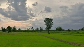 Time lapse evening light and clouds dark movement over the green paddy fields and before rainy in rain season. The evening at countryside of Thailand