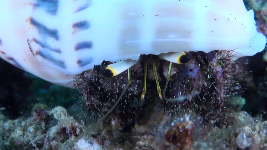 Hermit Crab (Coenobita clypeatus) feeding - Macro Shot - Philippines