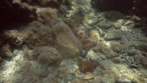 A Hardhead Catfish Ariopsis Felis Stock Footage Video 100 Royalty Free Shutterstock A Hardhead Catfish Ariopsis Felis Stock Footage Video 100 Royalty Free Shutterstock