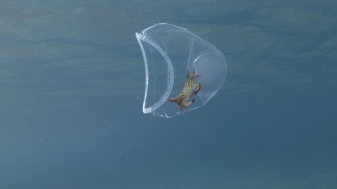 Plastic pollution, Crab travels inside a plastic cup slowly floating under the surface of blue water in sunray. Live crab trapped in plastic cup.  Mediterranean Sea, Plastic garbage  