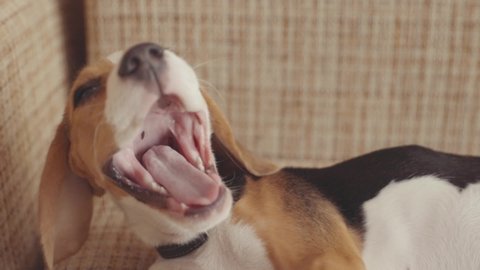 Close-up cute and sleepy beagle yawning curling up in bed. Adorable small hunting dog resting falling asleep.