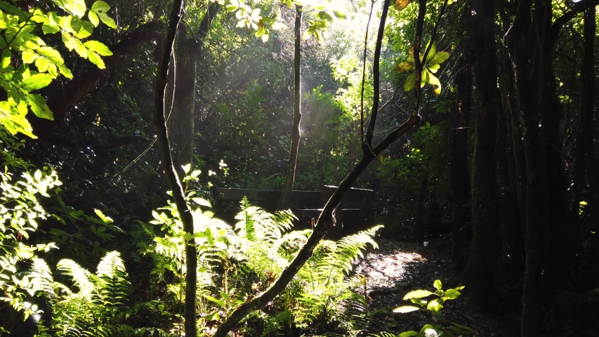 Peaceful New Zealand forest ferns as morning sunrise shines through canopy