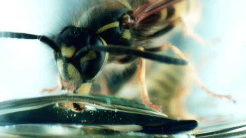 4k Extreme Close-up of a Wasp Eating Honey