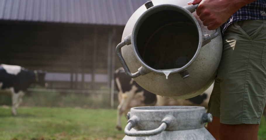 Slow motion close up of an young male farmer is pouring a fresh milk to filling a can on a dairy farm on a background  of the cows in a sunny day. Royalty-Free Stock Footage #1035900368