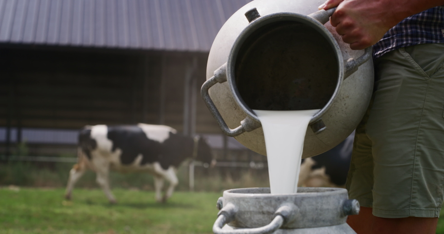 Slow motion close up of an young male farmer is pouring a fresh milk to filling a can on a dairy farm on a background  of the cows in a sunny day. Royalty-Free Stock Footage #1035900368
