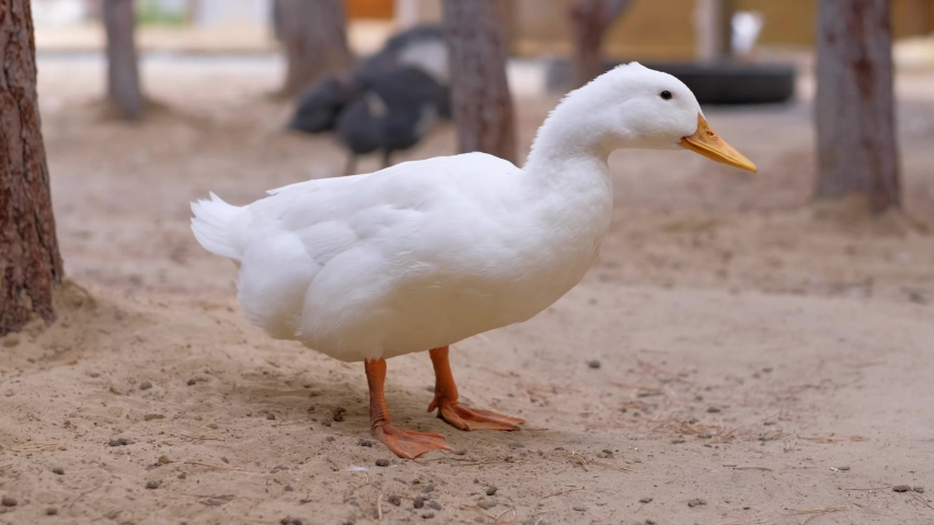 White duck washes on farming. 4k.