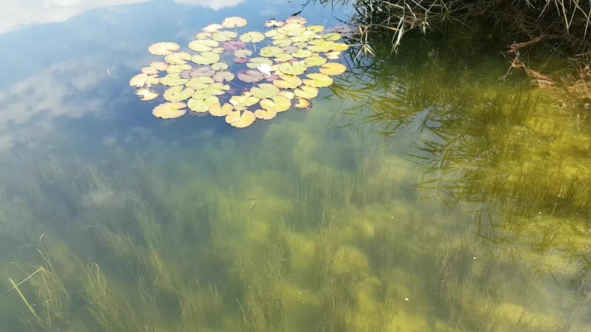fish swim in a beautiful pond