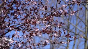 Pink flowers of a tree in slow motion, camera is tilting up slowly.