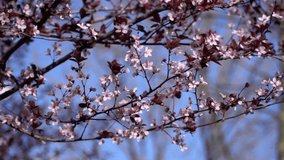 Pink flowers of a tree in slow motion, camera is panning slowly.