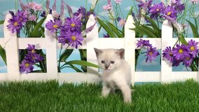 4K HD video 1 siamese kitten in studio garden with grass picket fence purple flowers with sky background. Looking around and through fence then walks out of frame to viewers right
