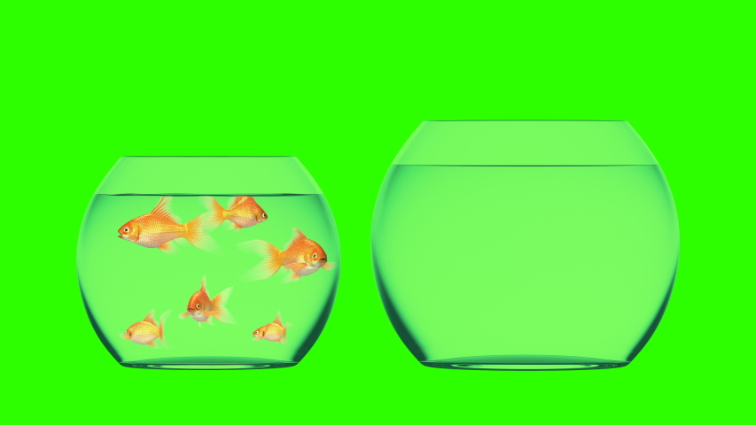 Goldfish Jumps into the Bigger Aquarium, Beautiful 3d Animation on a Green Background, Perfect for Using Your Background. 4K Ultra HD 3840x2160 | Shutterstock HD Video #1035927086