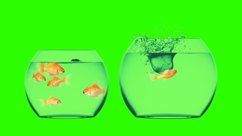 Goldfish Jumps into the Bigger Aquarium, Beautiful 3d Animation on a Green Background, Perfect for Using Your Background. 4K Ultra HD 3840x2160