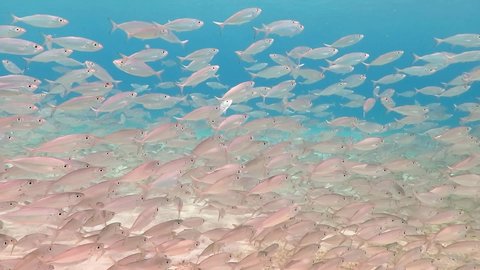 Shallow tropical ocean and school of swimming fish. Healthy marine life, underwater video from scuba diving. Aquatic animals. Travel footage, wildlife in sea.