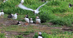 Seagulls are waiting for puffins coming back with their fish haul and are chasing them to take their fish away.