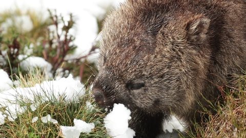 Common wombat eating grass in winter snow.