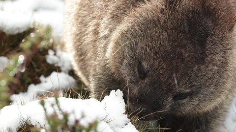 Common wombat eating grass in winter snow.