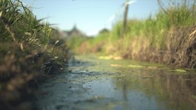 Slow motion video above a mossy ditch full of water and grass