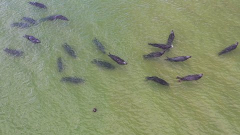 Gray seals, Halichoerus grypus, rest in shallow water near a beach on Cape Cod, Massachusetts. 