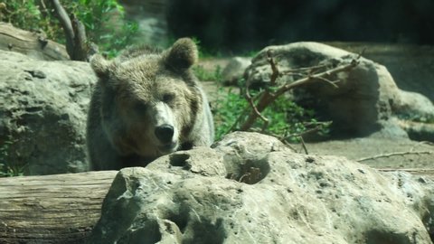Slow motion of a large brown bear walking away in a park, in a sunny day
