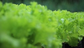 Fresh green lettuce leaves ready to be harvested. Lettuce is a mixture for making salads. This is a video on lettuce orchards with perfect moves for the background.