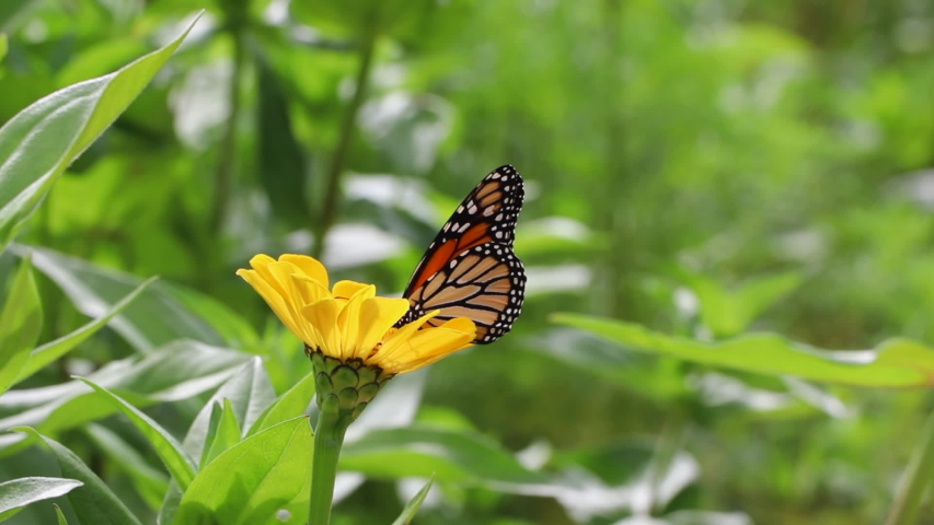 Monarch butterfly on yellow zinnia