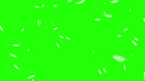 White bird feathers rain swinging and falling on green screen or chroma key background.Purity, freedom, angels, angelic, heaven, delicacy, relax, peace, plumes concepts. 3d Slow motion animation in 4k
